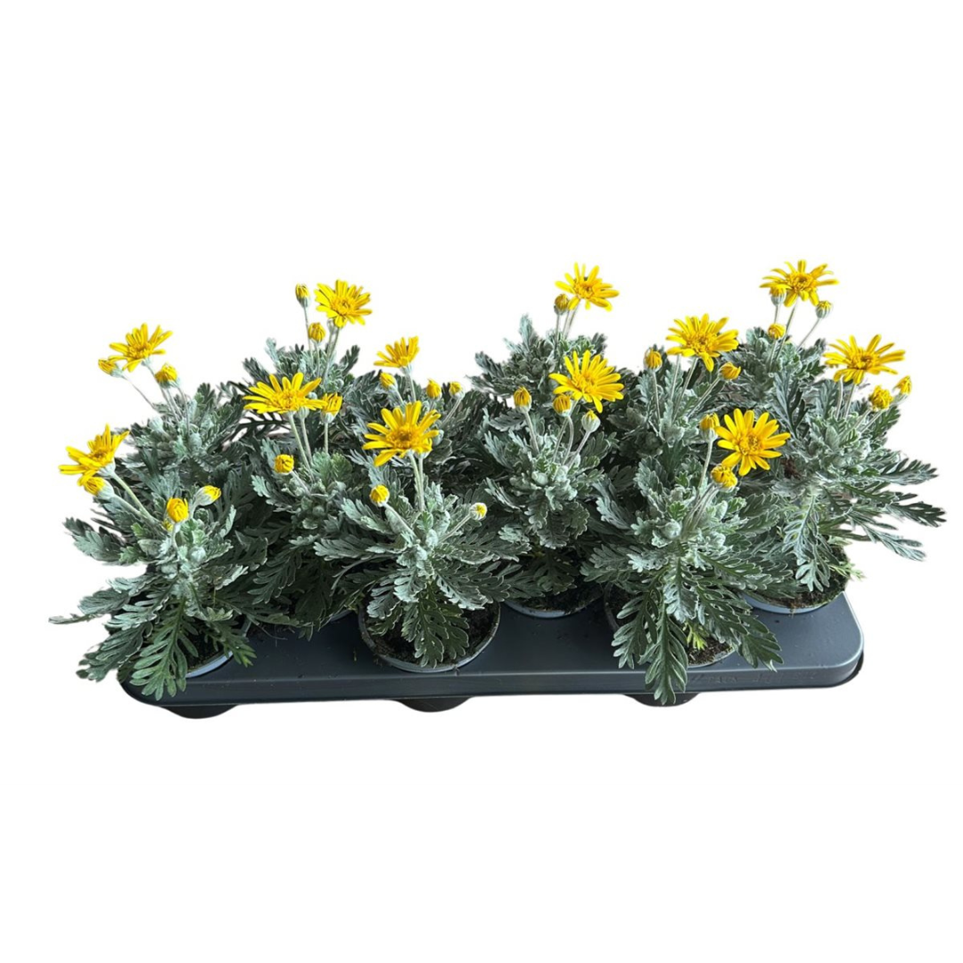 Euryops. pect Silver Star