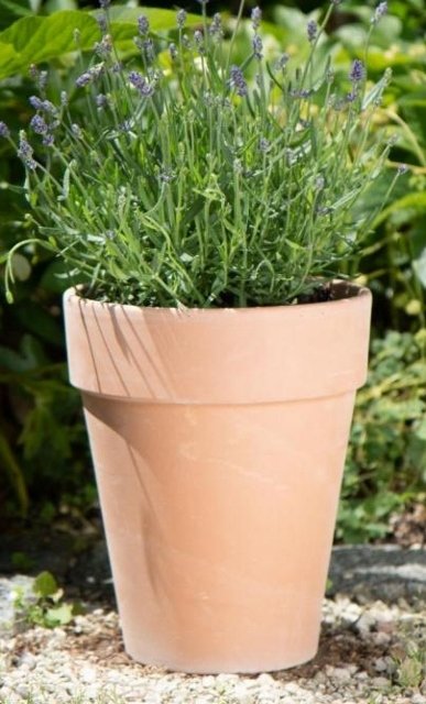 Long Tom Pot - Antique 38cm x 45cm