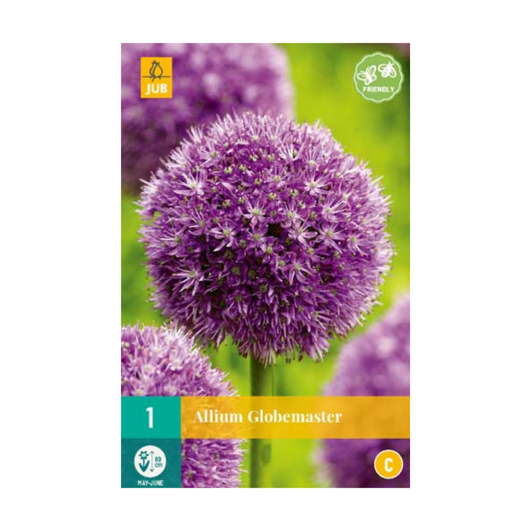 1 Allium Globemaster Bulb