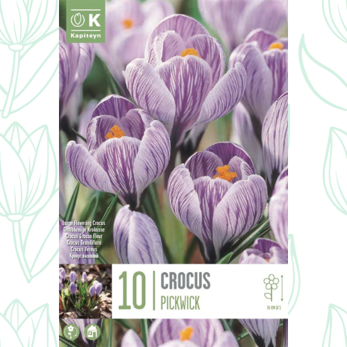 Kapiteyn Crocus Pickwick x10