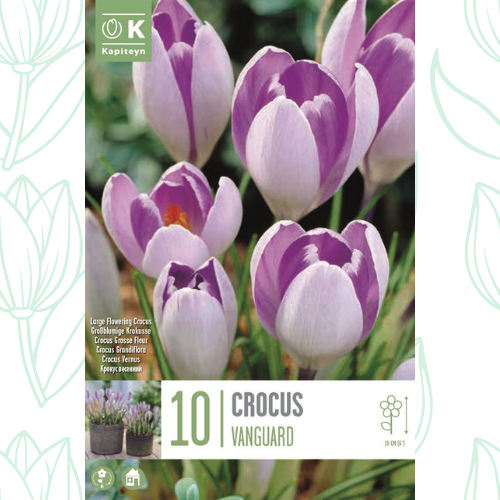 Kapiteyn Crocus Vanguard x10