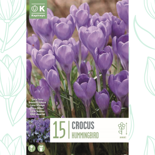 Kapiteyn Crocus Specie Hummingbird x15