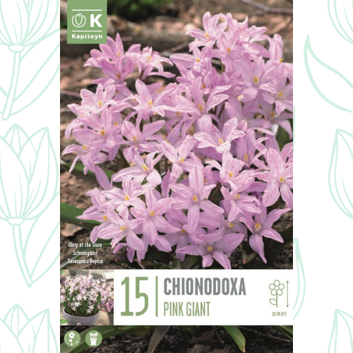 Kapiteyn Chionodoxa Pink Giant x15