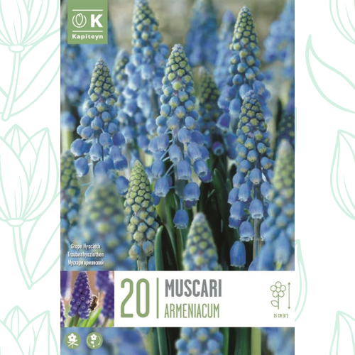 Kapiteyn Muscari Armeniacum x20