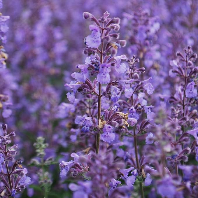 Nepeta Walkers Low 2L