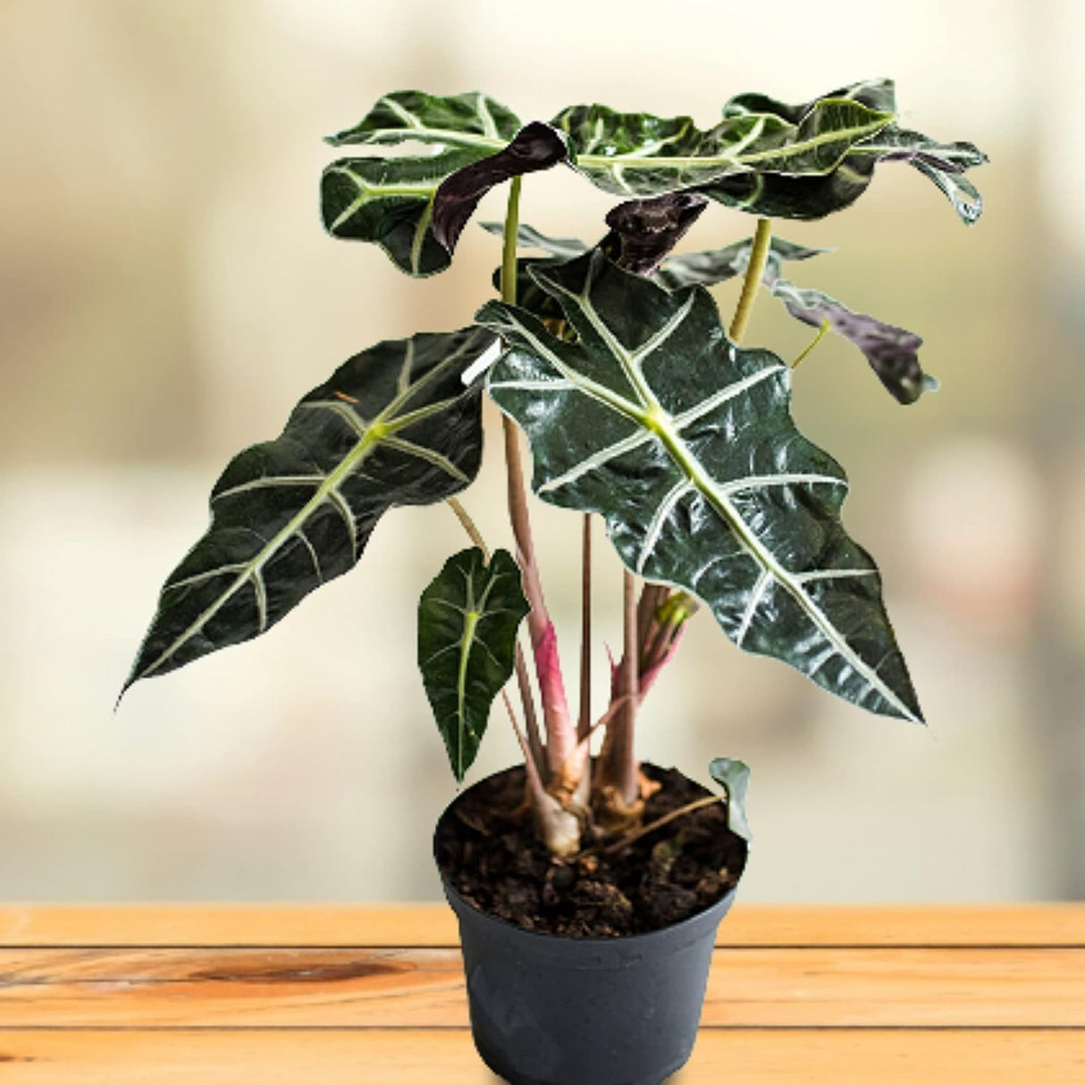 Alocasia Polly 12cm