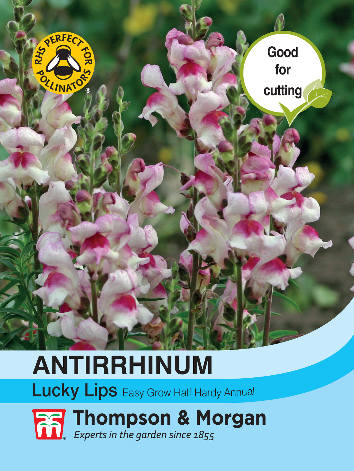 Thompson & Morgan - Antirrhinum Lucky Lips Seeds