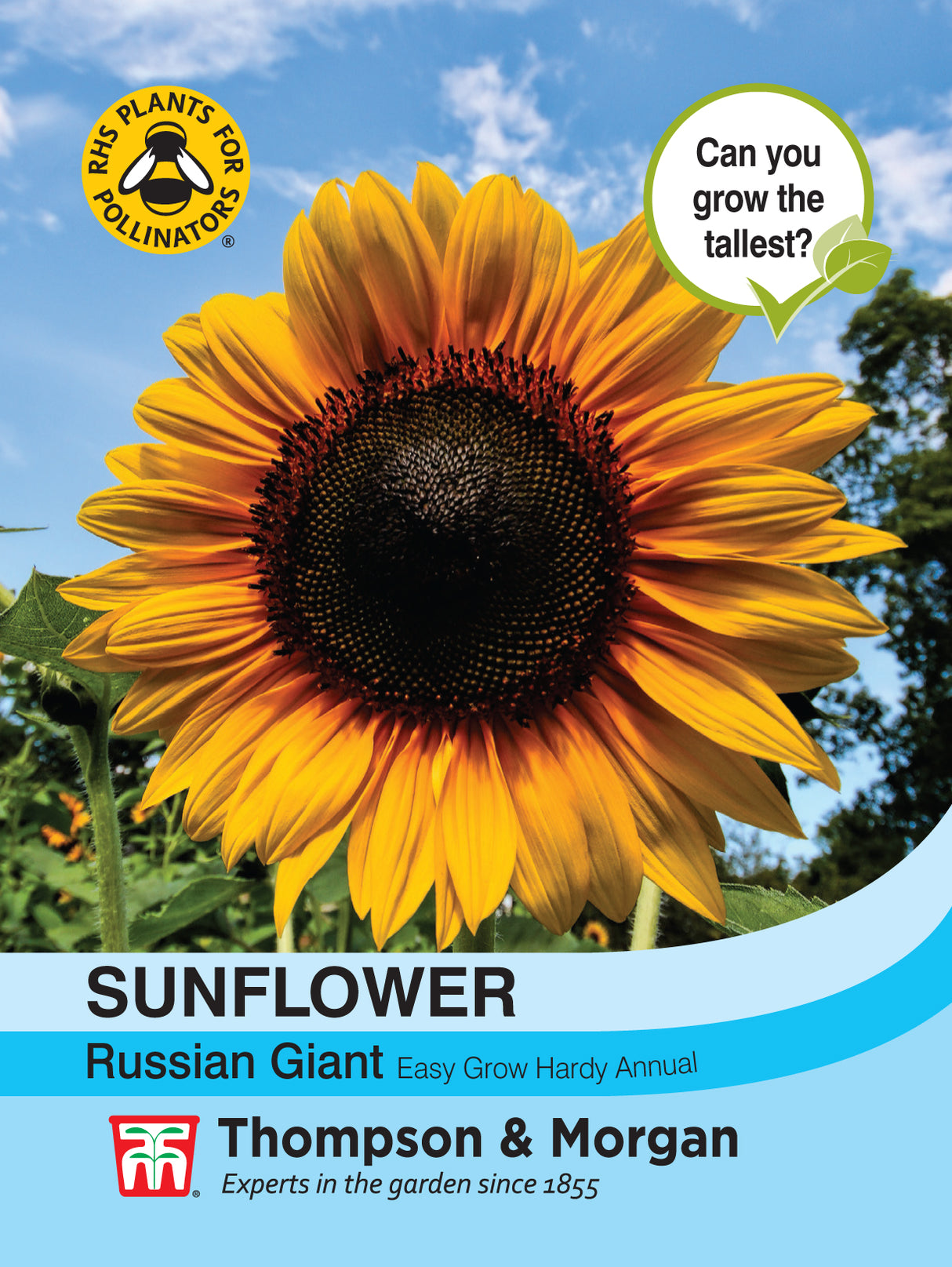 Thompson & Morgan - Sunflower Russian Giant Seeds