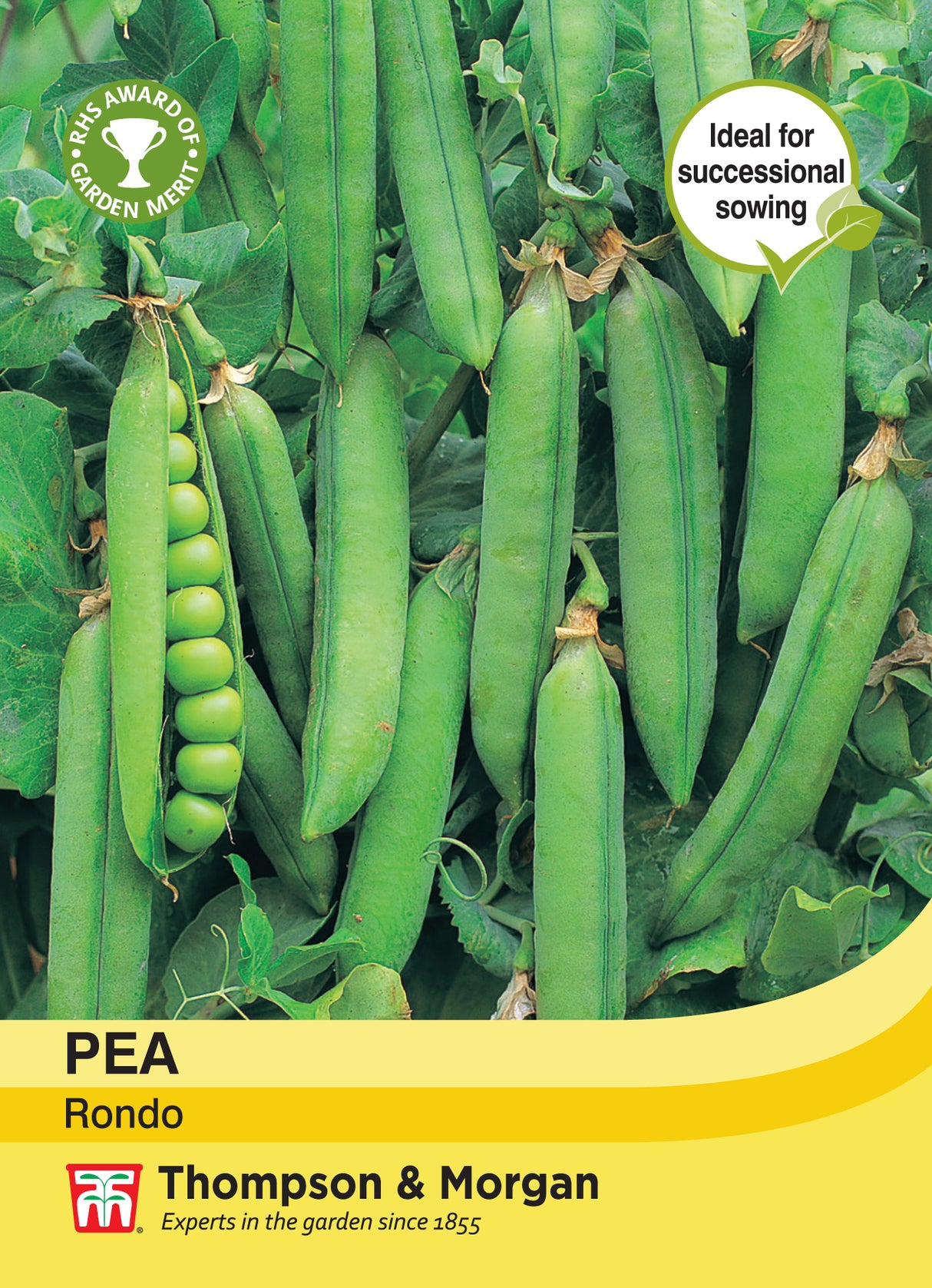 Thompson & Morgan - Pea Rondo Seeds