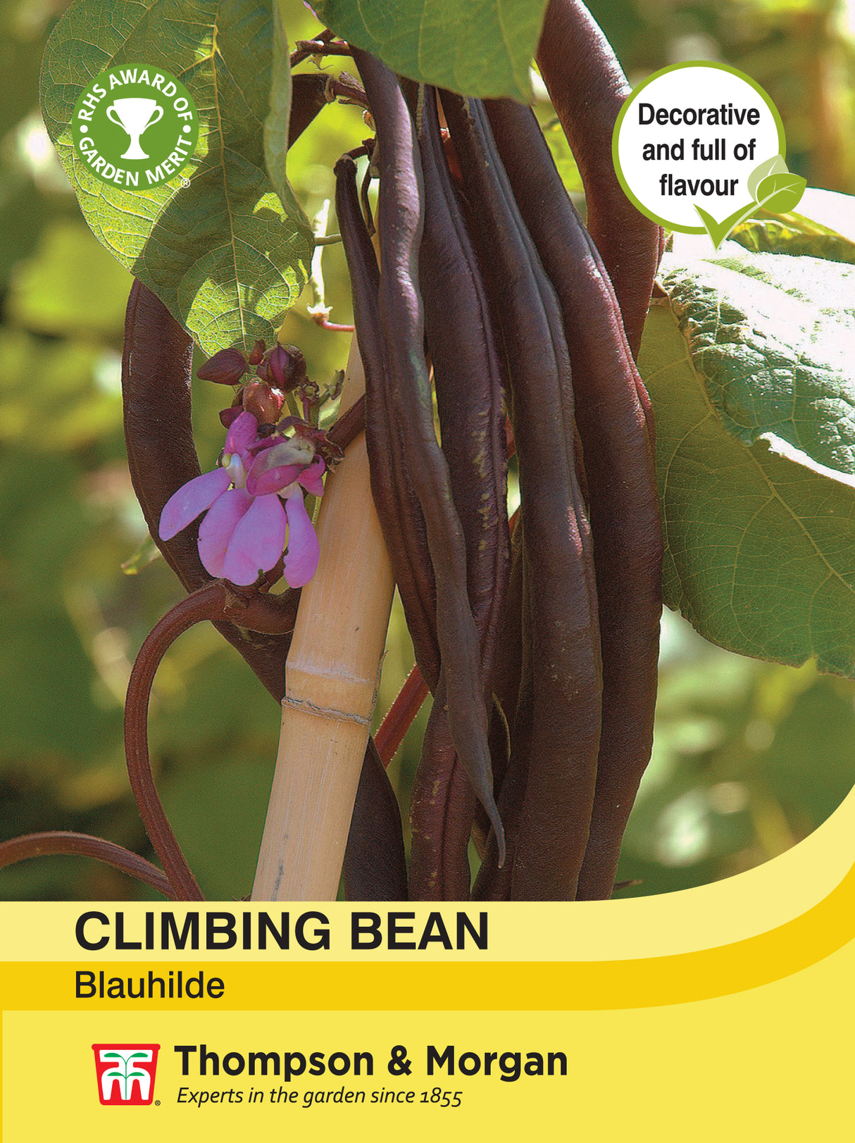 Thompson & Morgan - Climbing Bean Blauhilde Seeds