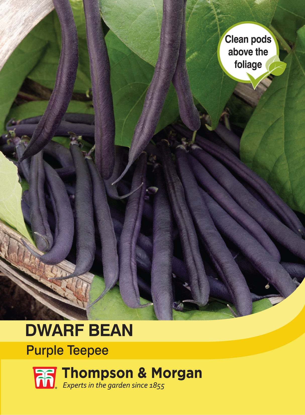 Thompson & Morgan - Dwarf Bean Purple Teepee Seeds