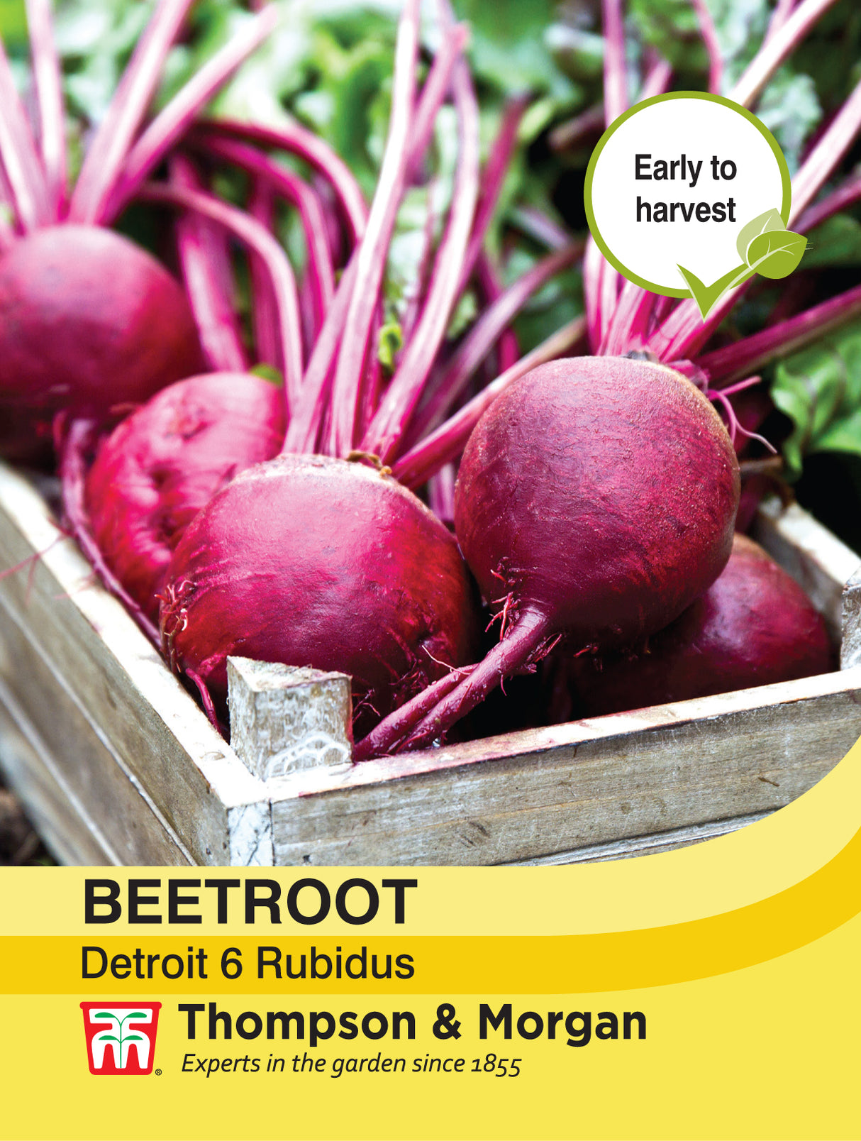 Thompson & Morgan - Beetroot Detroit 6 Rubidus Seeds