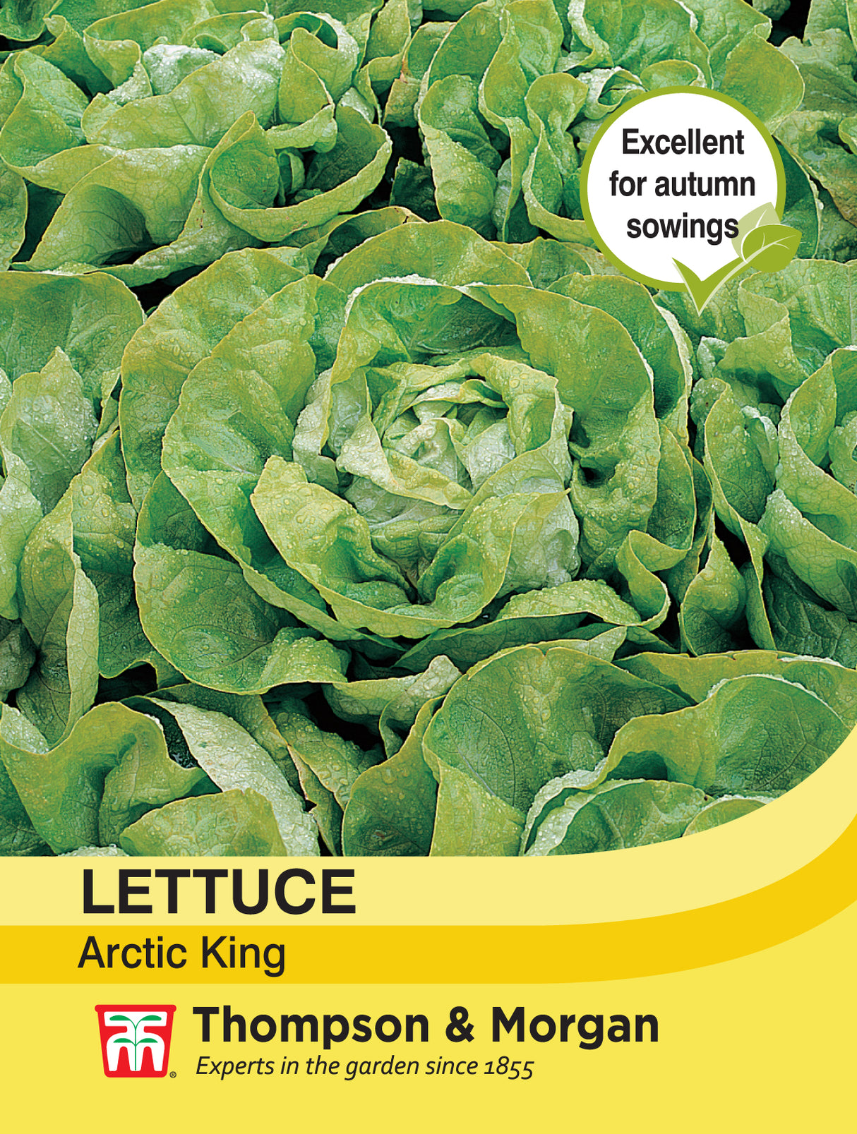Thompson & Morgan - Lettuce Arctic King Seeds