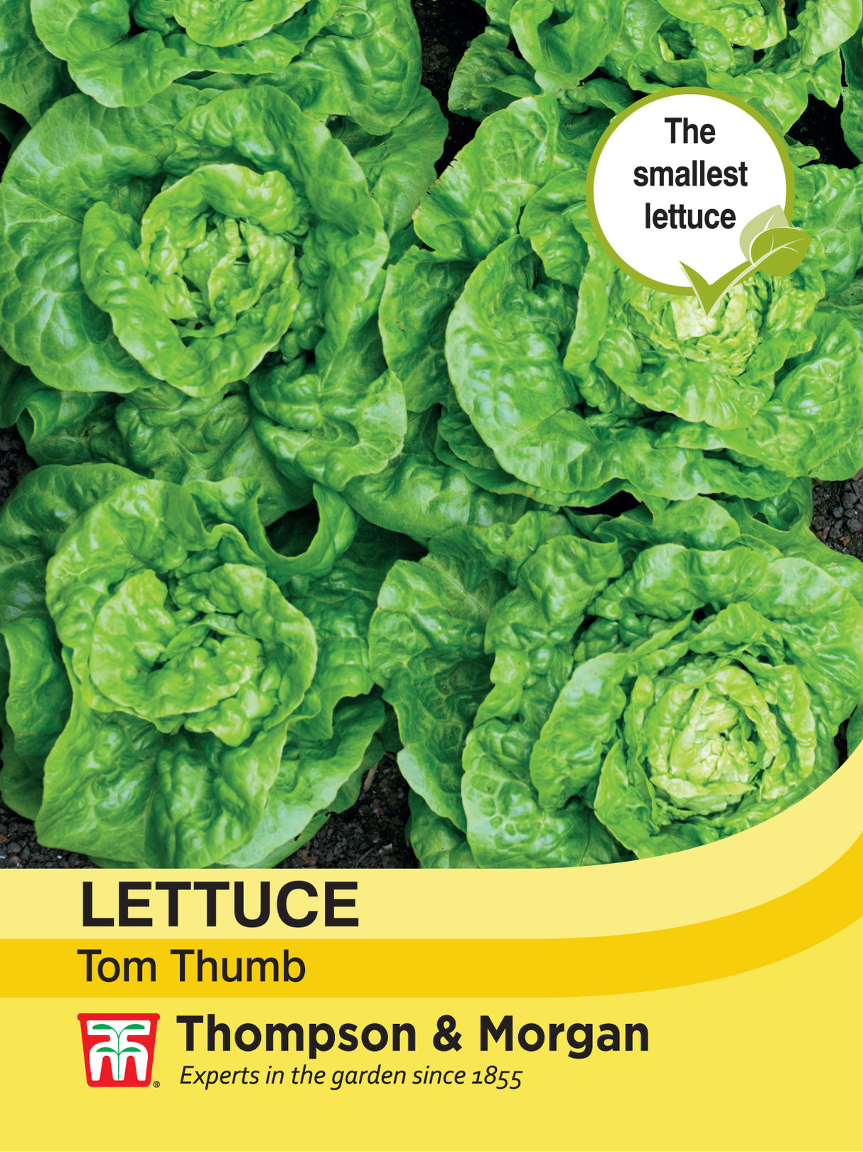 Thompson & Morgan - Lettuce Tom Thumb Seeds