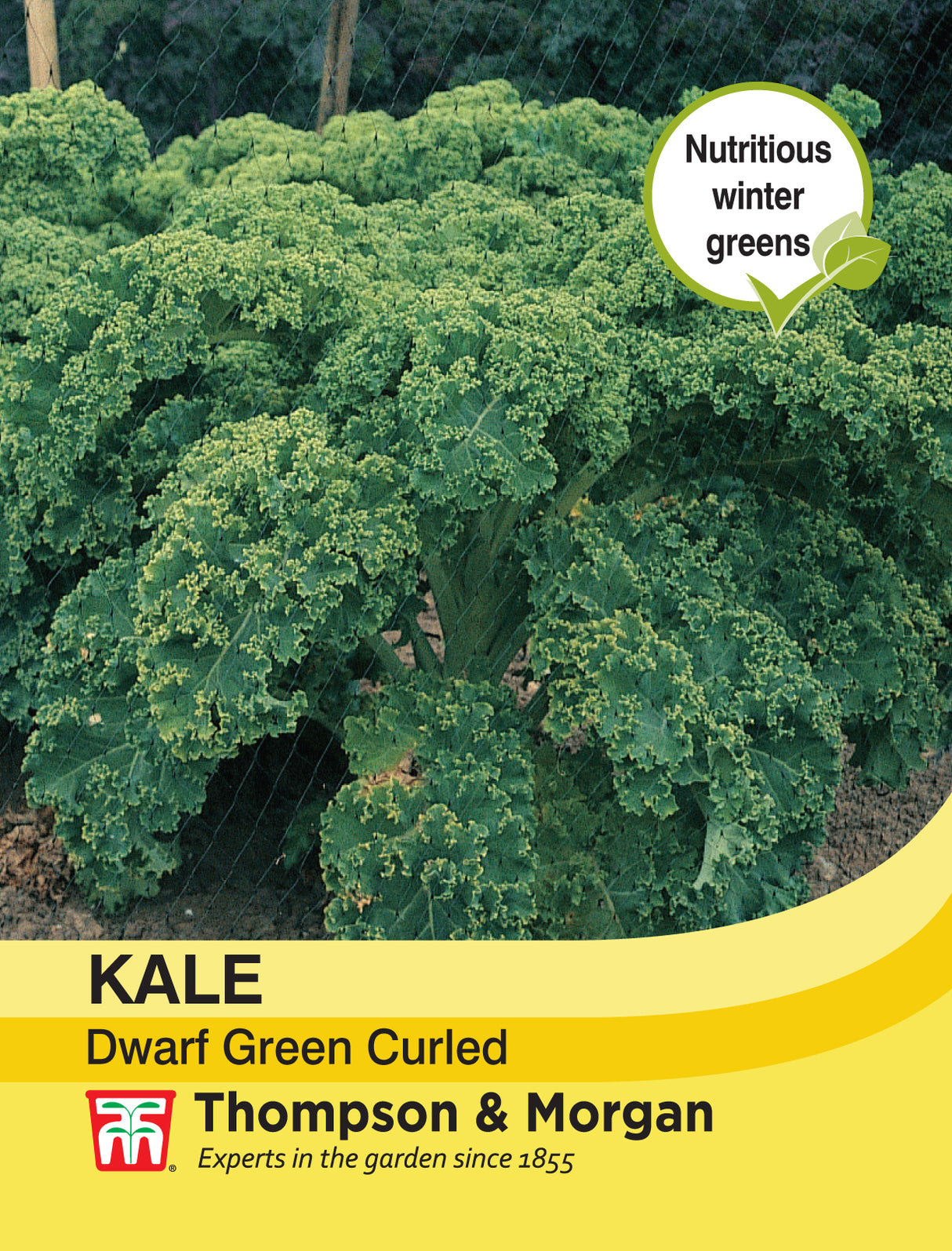 Thompson & Morgan - Kale Dwarf Green Curled Seeds