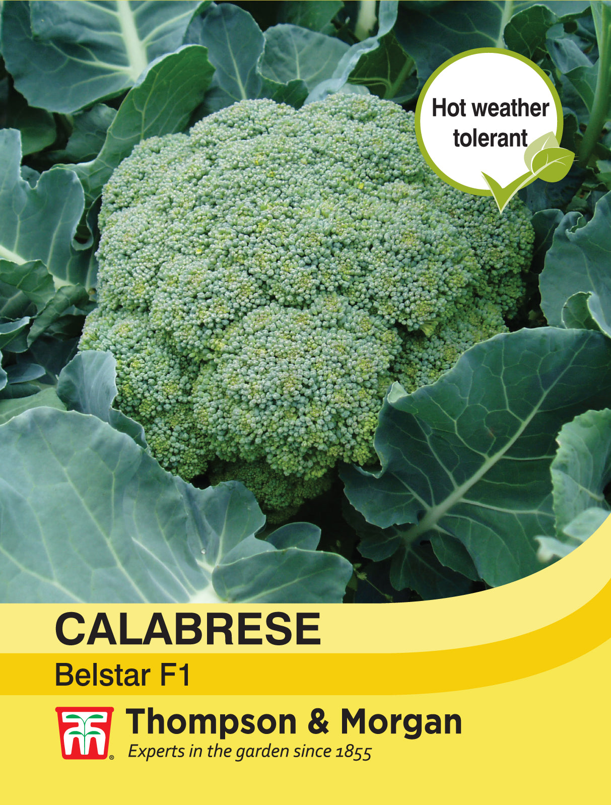 Thompson & Morgan - Broccoli Belstar F1 (Calabrese) Seeds
