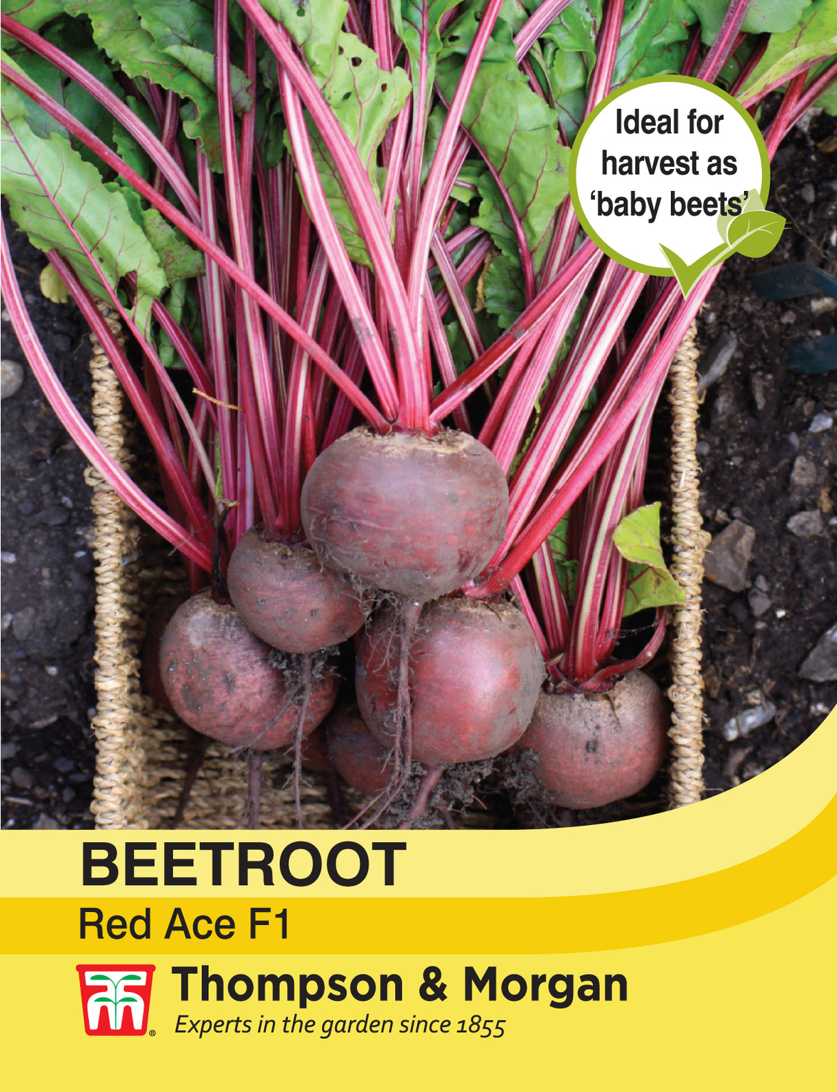 Thompson & Morgan - Beetroot Red Ace F1 Hybrid Seeds