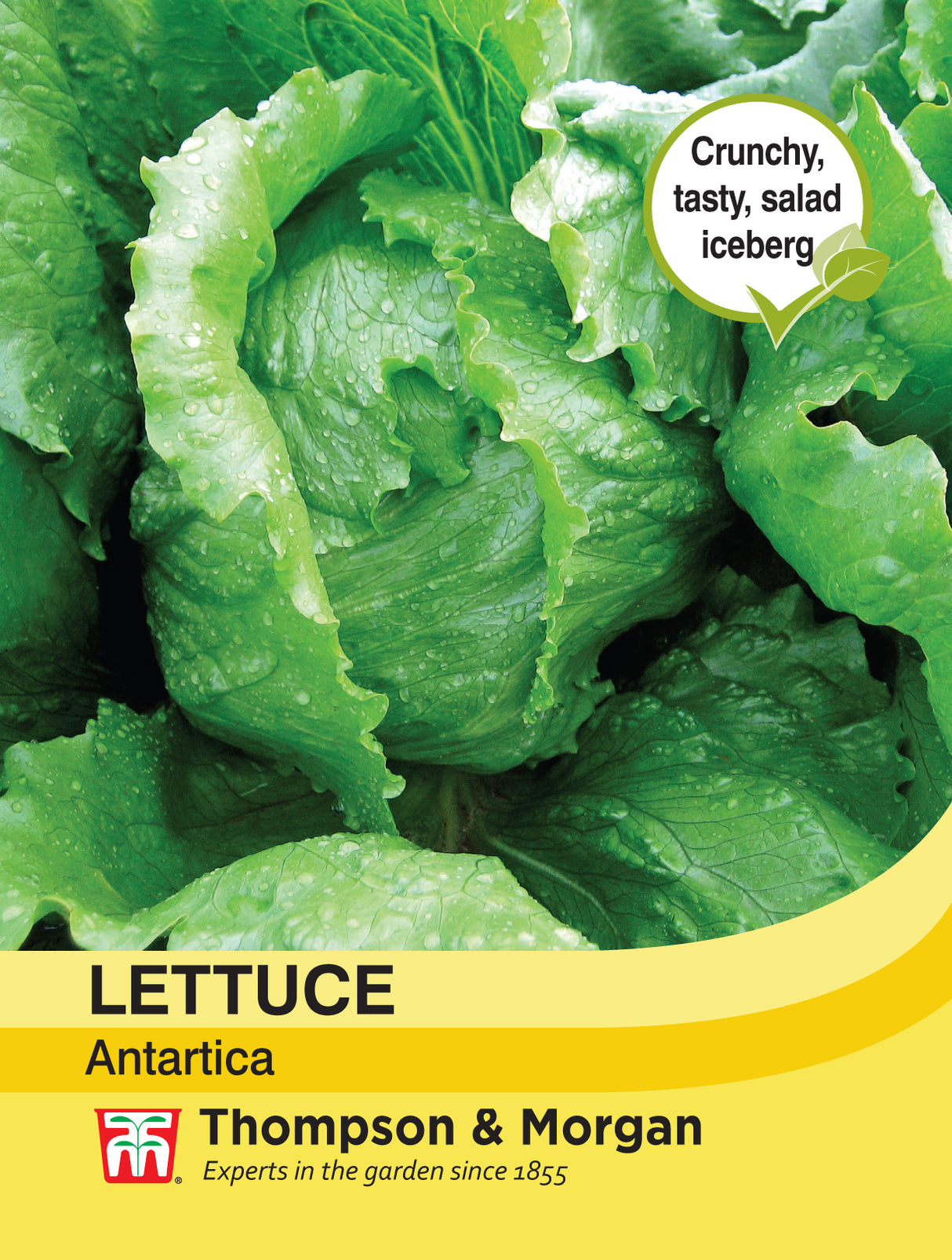 Thompson & Morgan - Lettuce Antartica Seeds