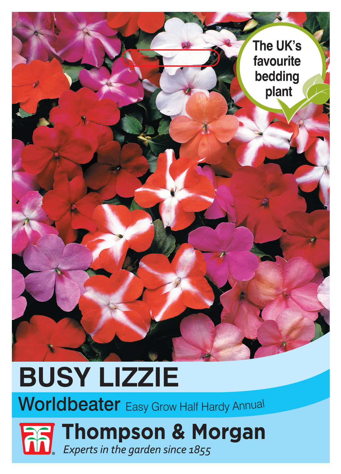 Thompson & Morgan - Busy Lizzie Worldbeater Seeds