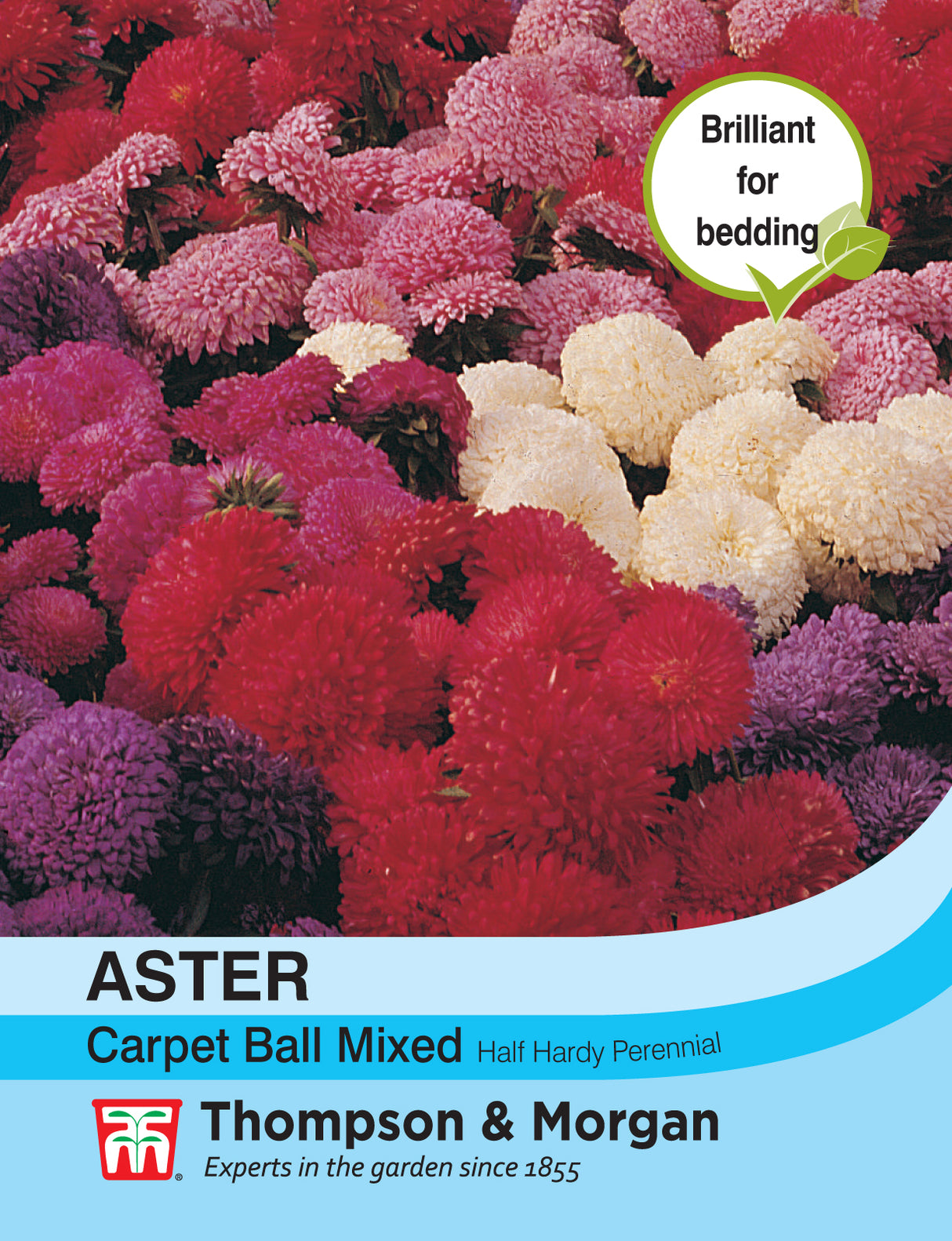 Thompson & Morgan - Aster Carpet Ball Mixed Seeds