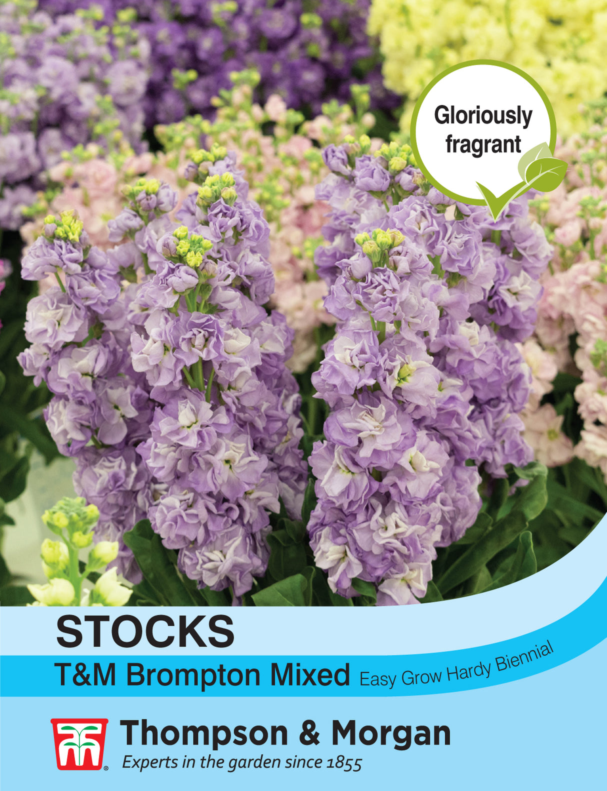 Thompson & Morgan - Stocks T&M Brompton Mixed Seeds