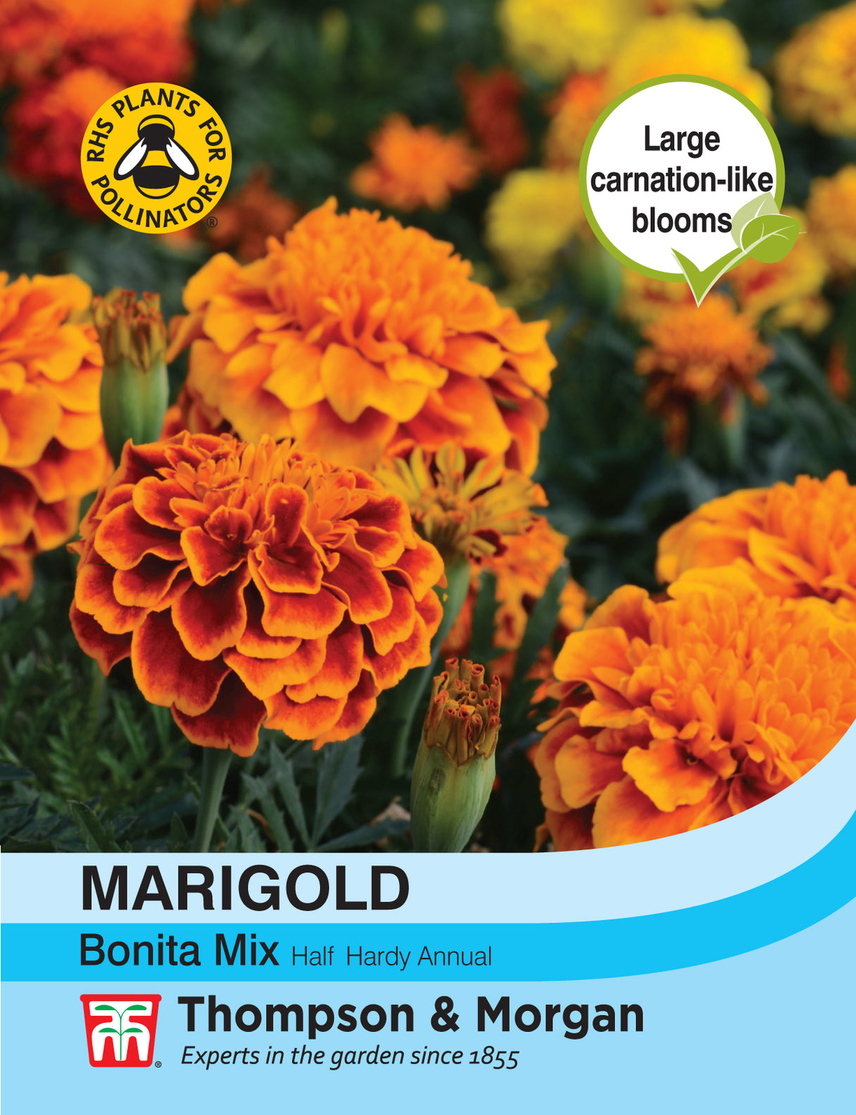 Thompson & Morgan - Marigold Bonita Mixed (French) Seeds