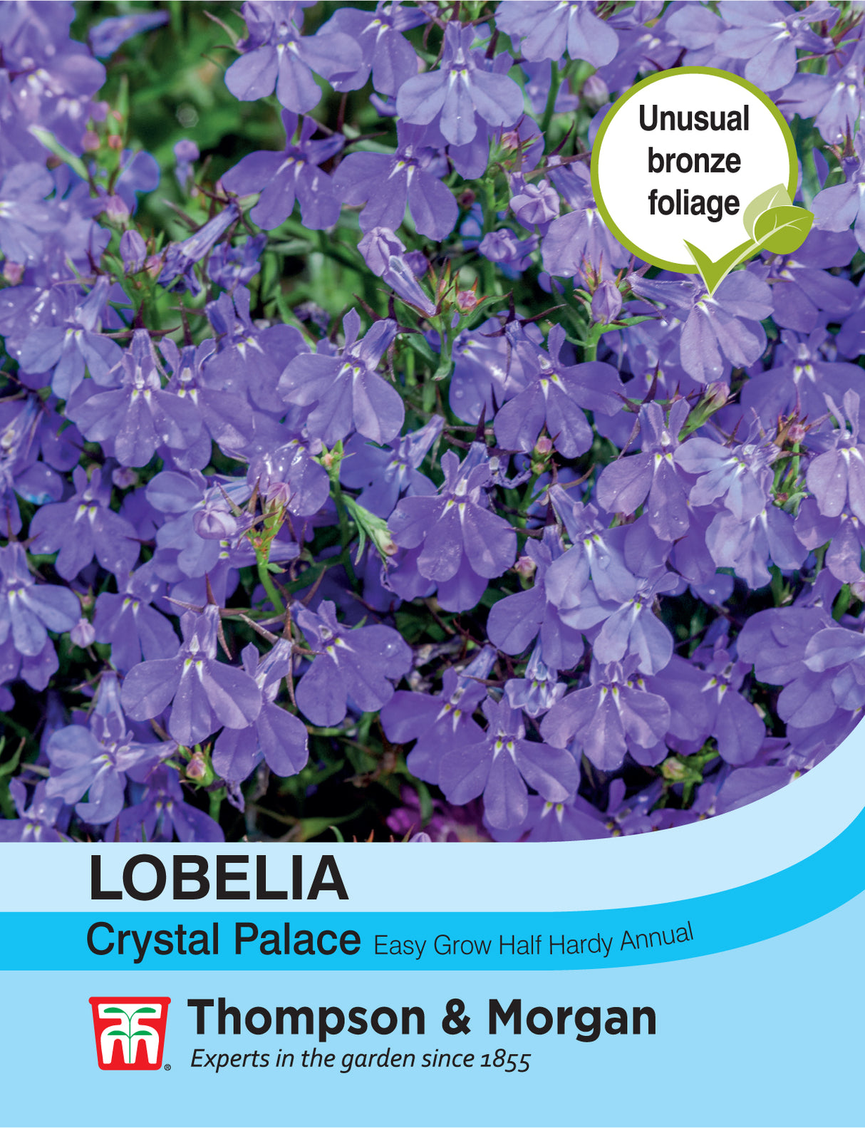 Thompson & Morgan - Lobelia Crystal Palace Seeds