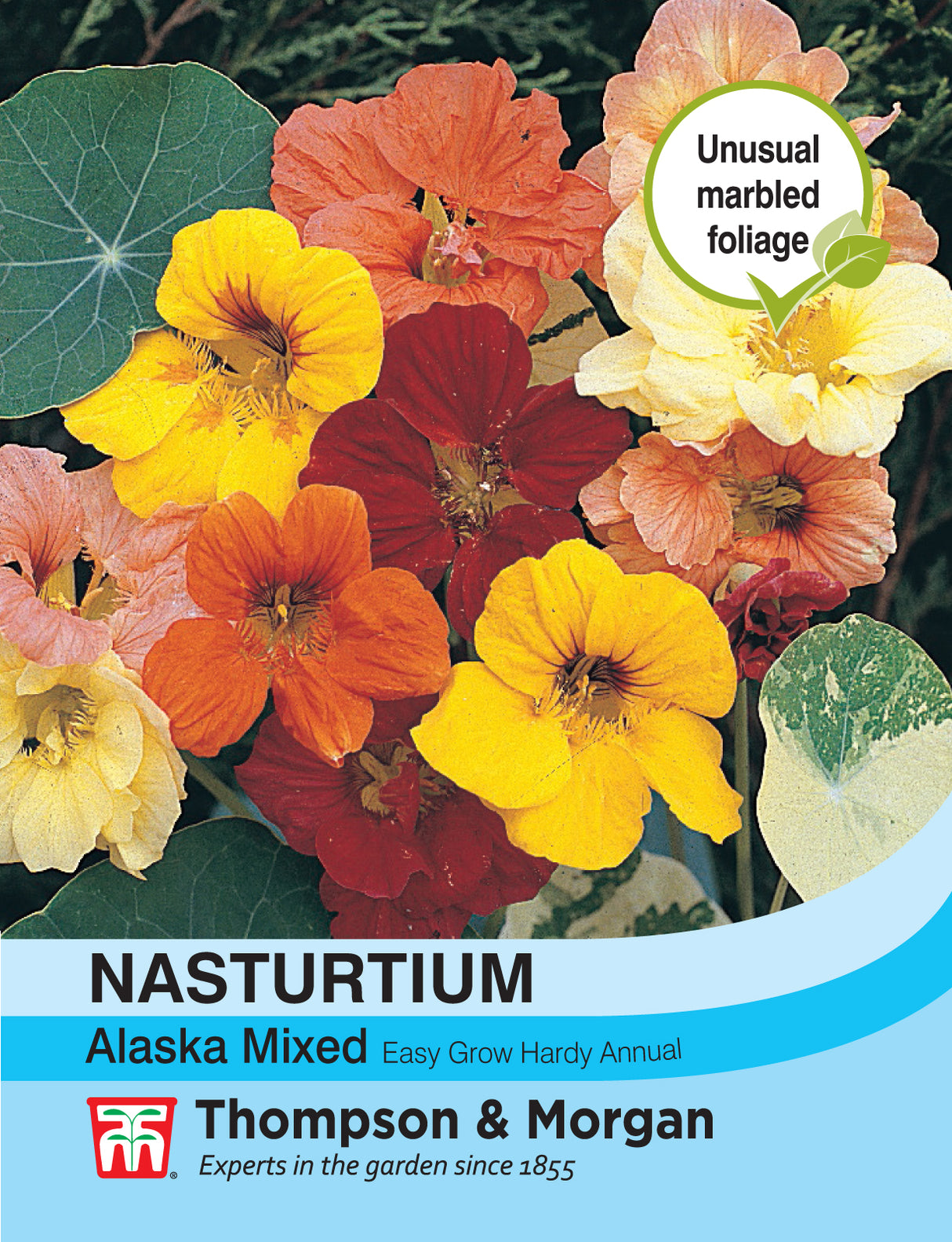 Thompson & Morgan - Nasturtium Alaska Mixed Seed