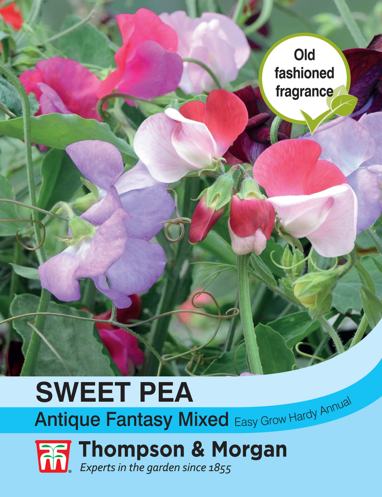 Thompson & Morgan - Sweet Pea Antique Fantasy Mix Seeds