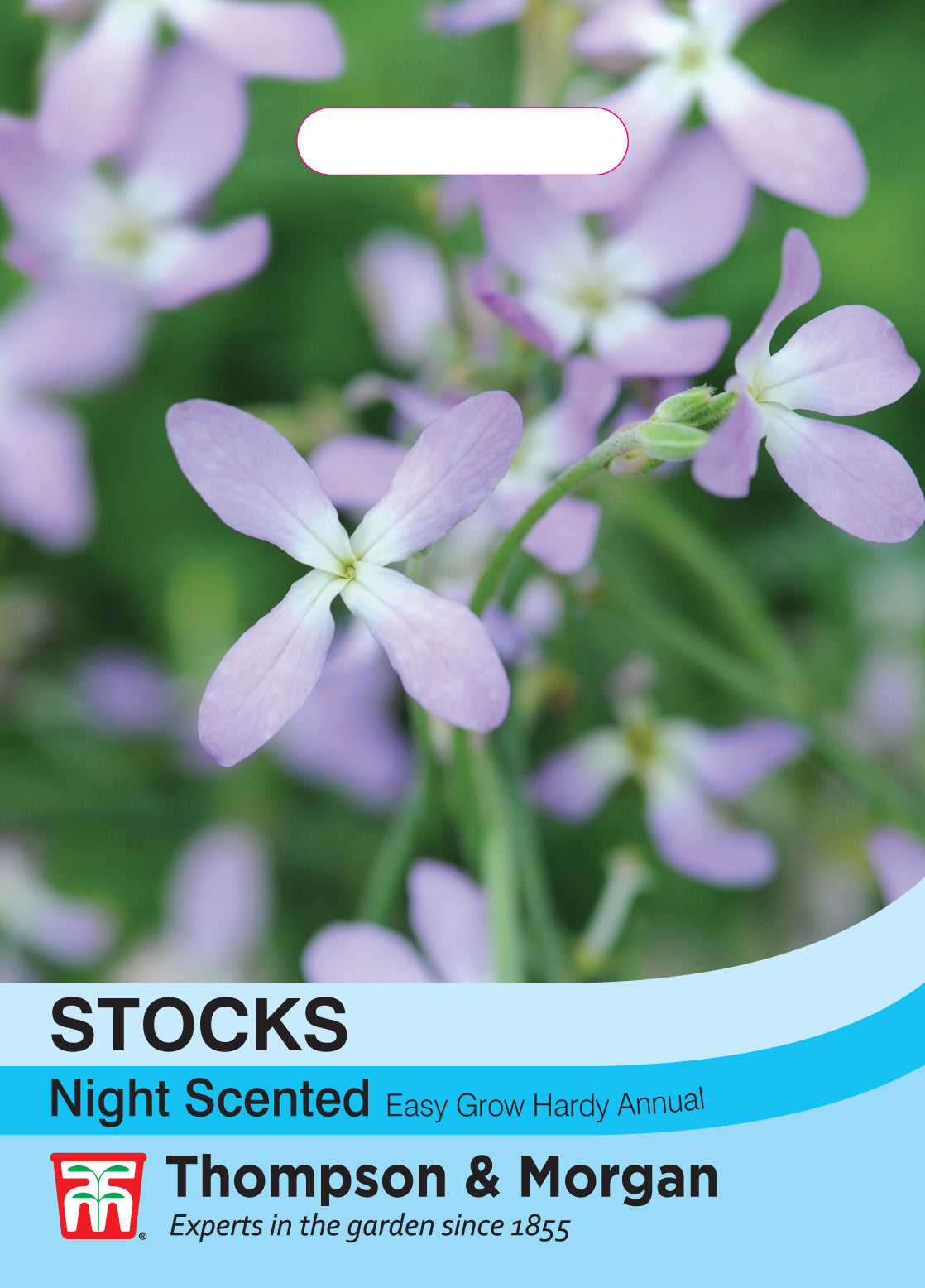 Thompson & Morgan - Stock Night Scented Seeds
