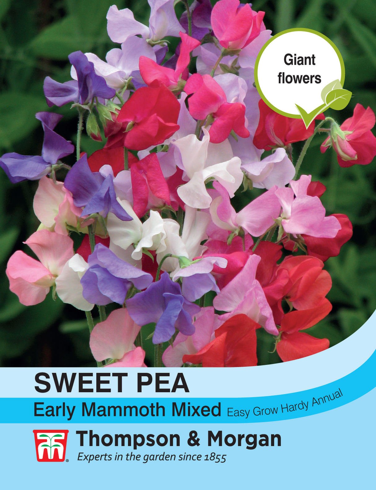 Thompson & Morgan - Sweet Pea Early Mammoth Mix Seeds