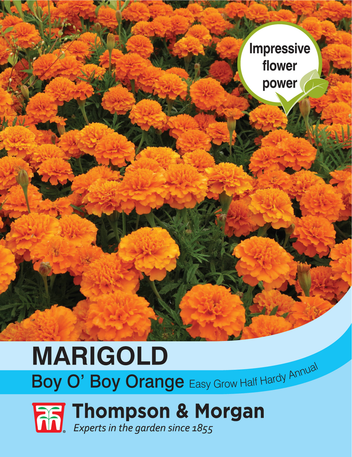 Thompson & Morgan - Marigold Boy O Boy Orange (French) Seeds