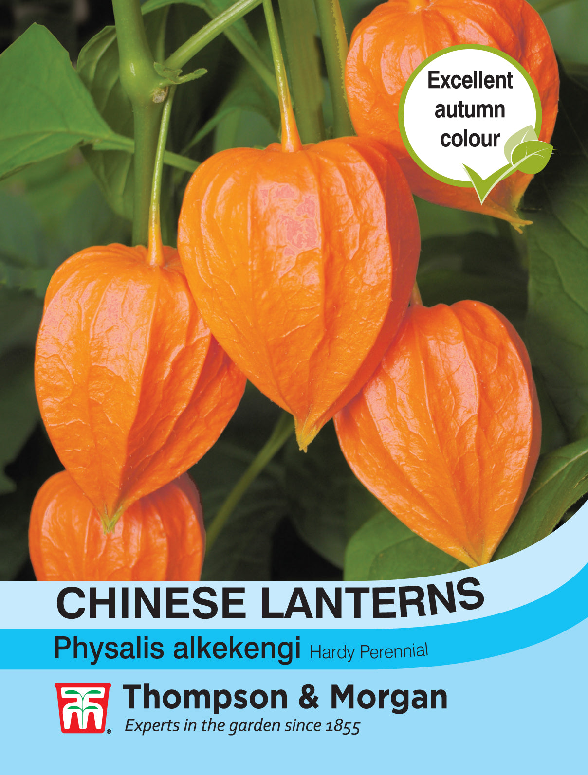 Thompson & Morgan - Chinese Lanterns (Physalis gigantea) Seeds