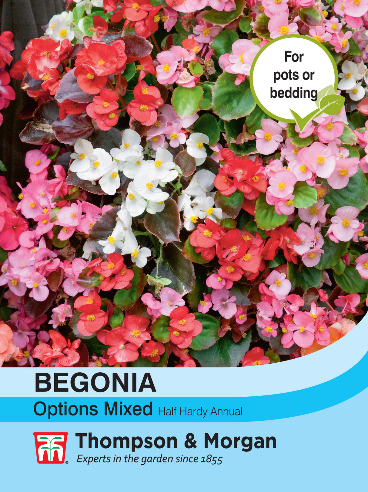 Thompson & Morgan - Begonia Semperflorens Options Mixed Seeds