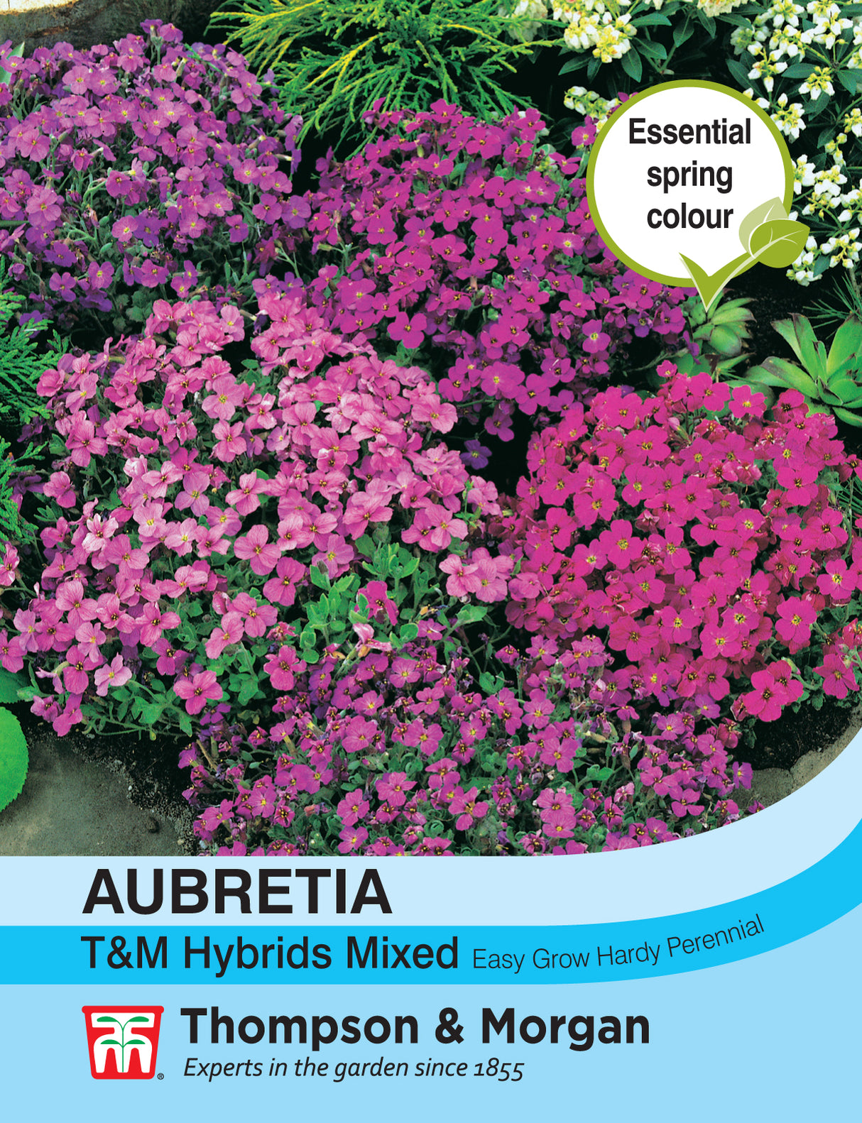 Thompson & Morgan - Aubrieta T&M Hybrids Mixed Seeds