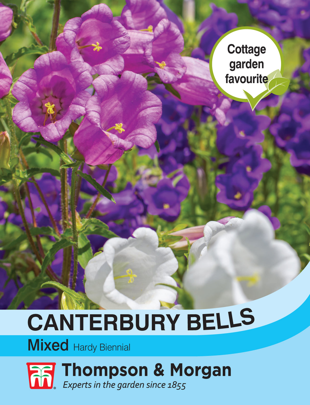 Thompson & Morgan - Canterbury Bells Mixed Seeds