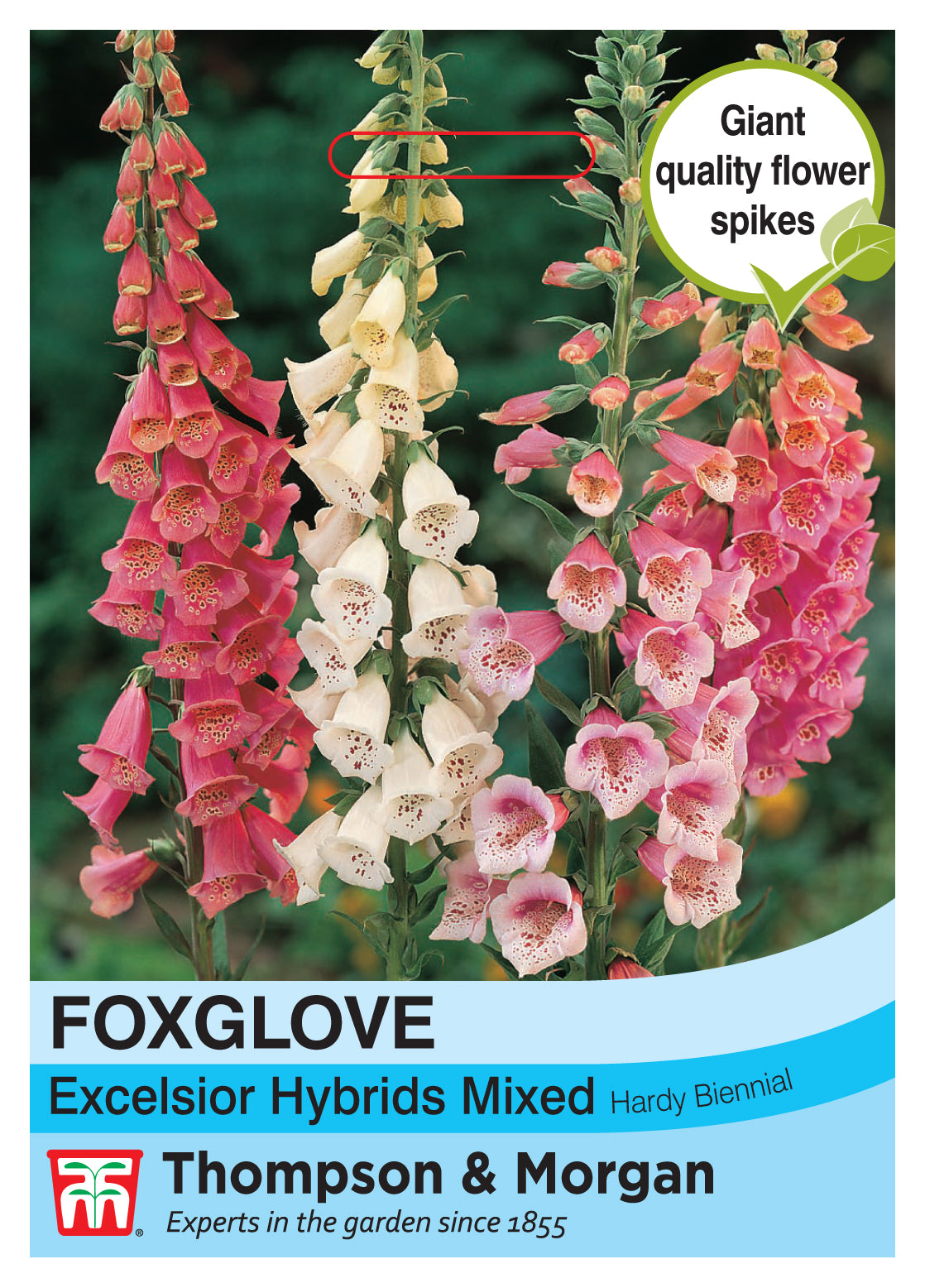Thompson & Morgan - Foxglove Excelsior Hybrids Mixed Seeds