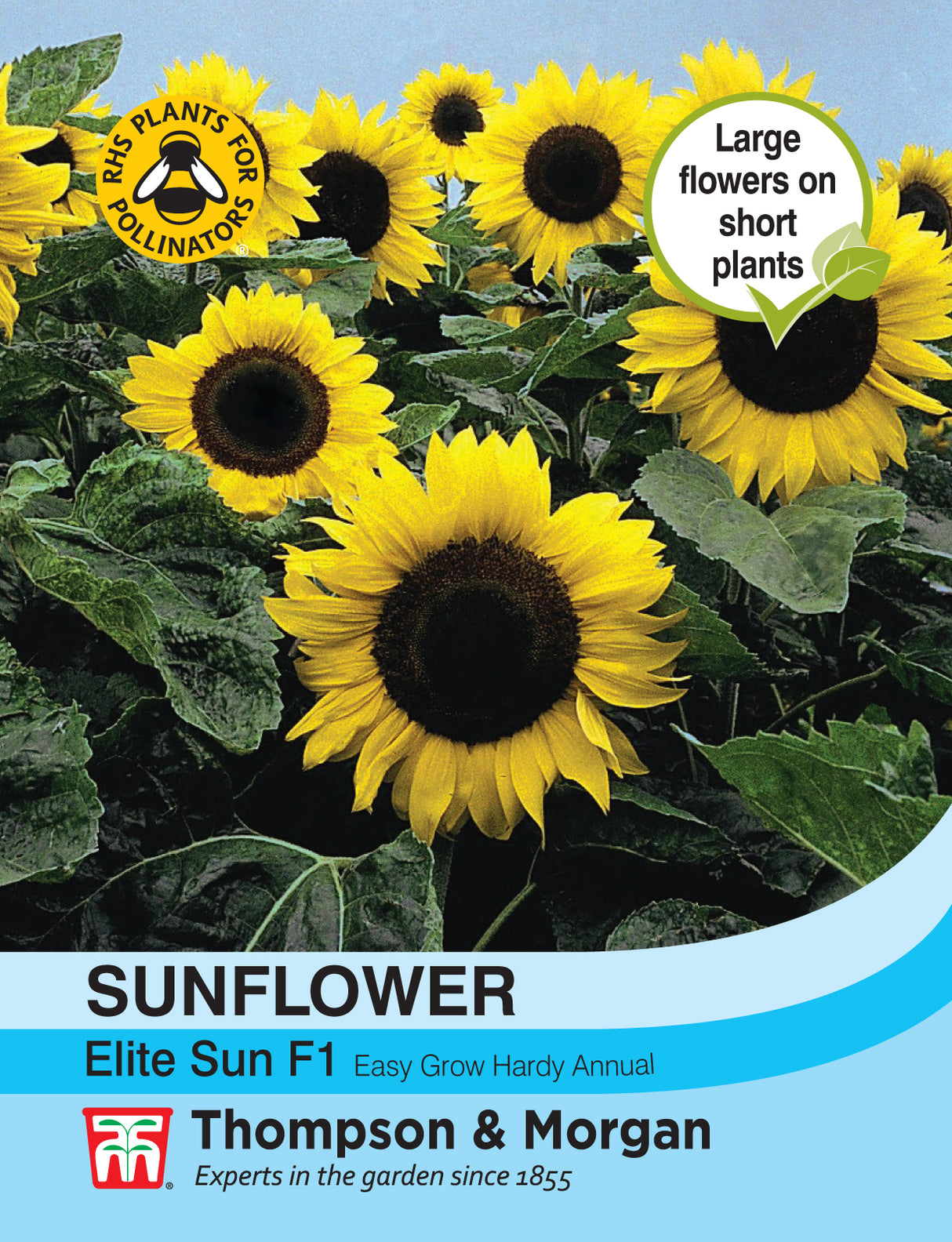 Thompson & Morgan - Sunflower Elite Sun F1 Hybrid Seeds