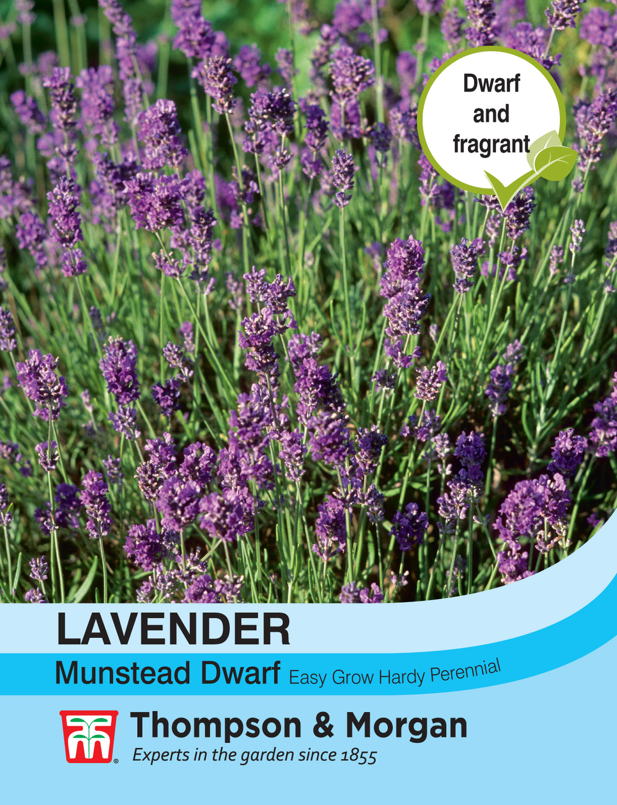 Thompson & Morgan - Lavender Munstead Dwarf Seeds