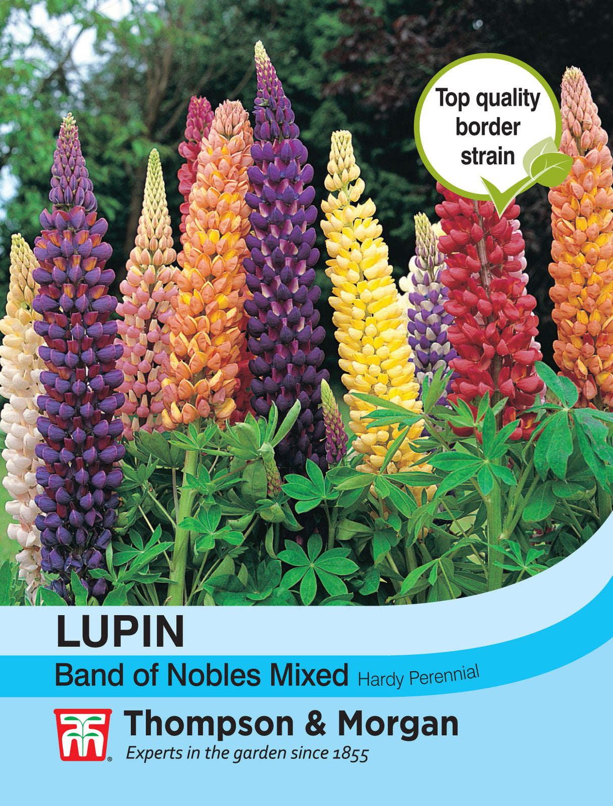 Thompson & Morgan - Lupin Band of Nobles Mixed Seeds