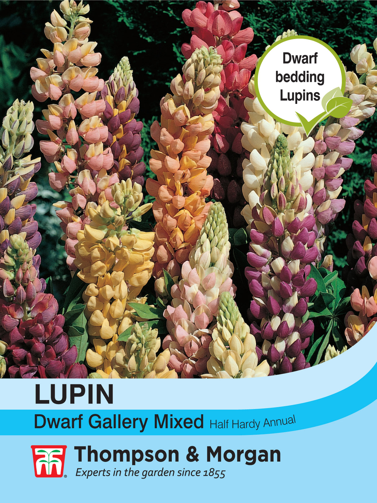 Thompson & Morgan - Lupin Dwarf Gallery Mixed Seeds