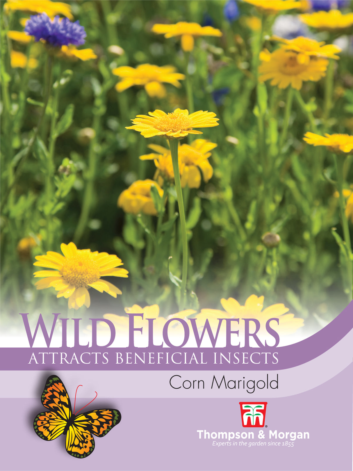 Thompson & Morgan - Wild Flower Corn Marigold
