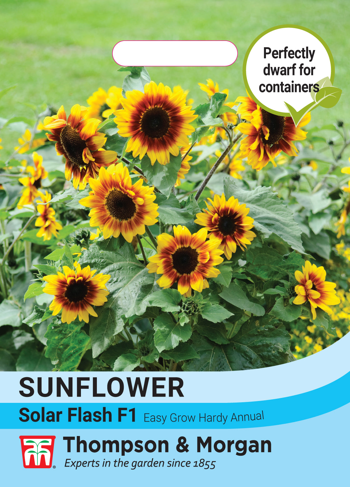 Thompson & Morgan - Sunflower Solar Flash F1 Hybrid Seeds