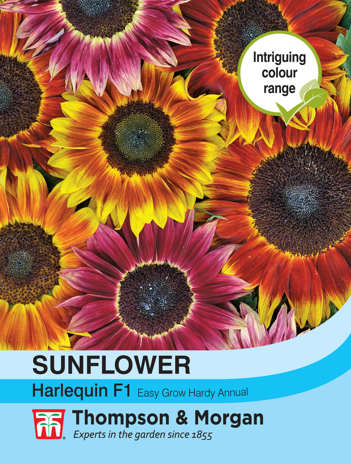 Thompson & Morgan - Sunflower Harlequin Mix F1 Hybrid Seeds