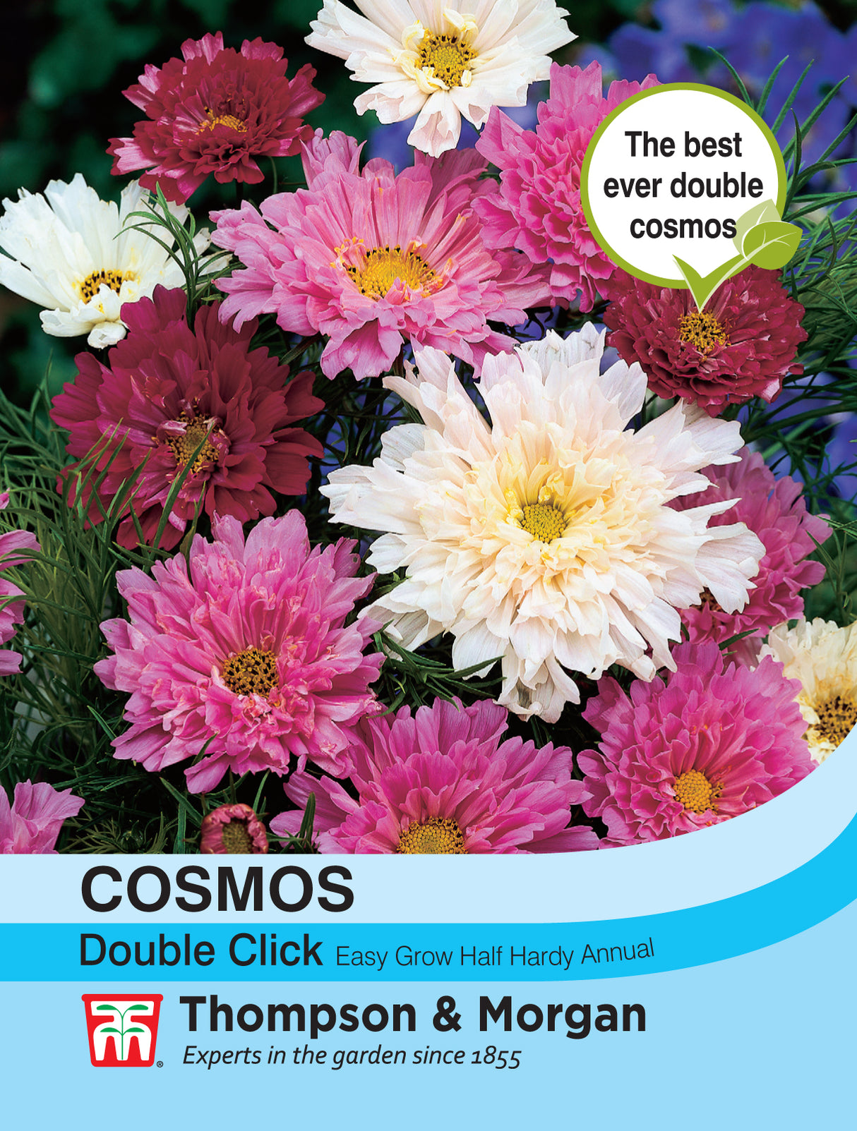 Thompson & Morgan - Cosmos Double Click Mix Seeds