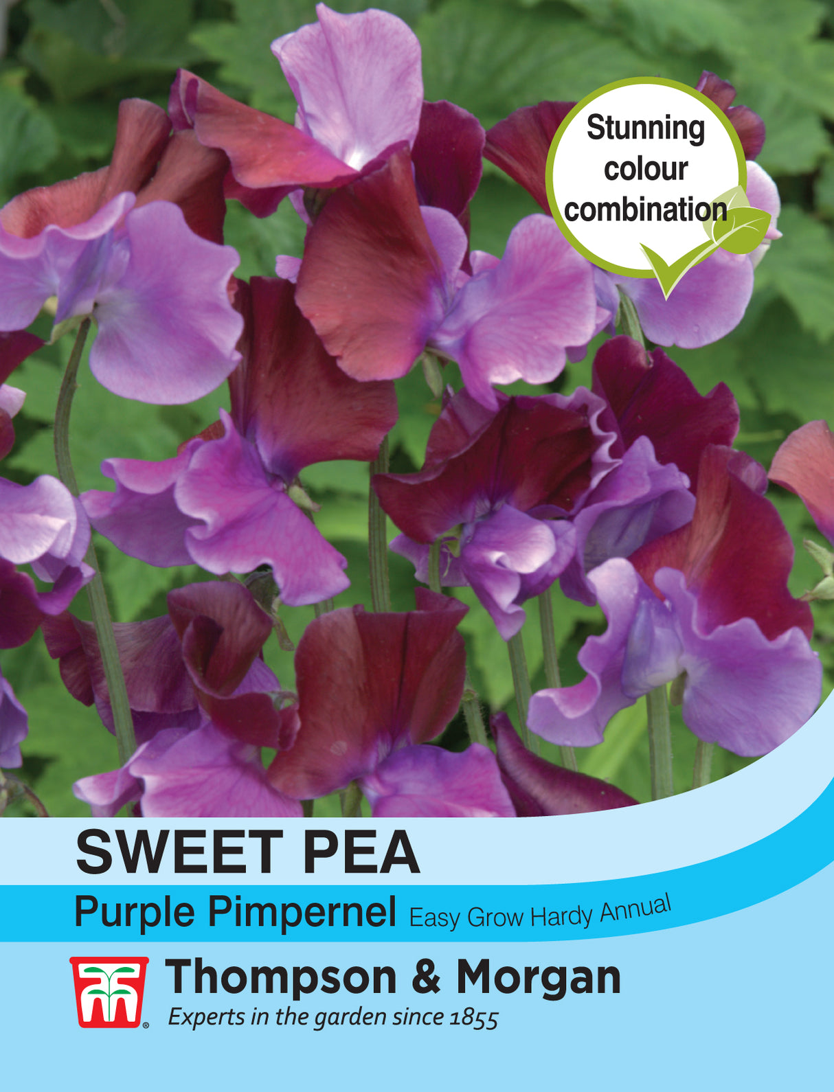 Thompson & Morgan - Sweet Pea Purple Pimpernel Seeds