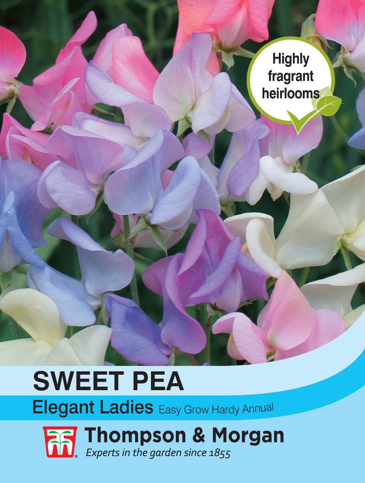 Thompson & Morgan - Sweet Pea Elegant Ladies Seeds