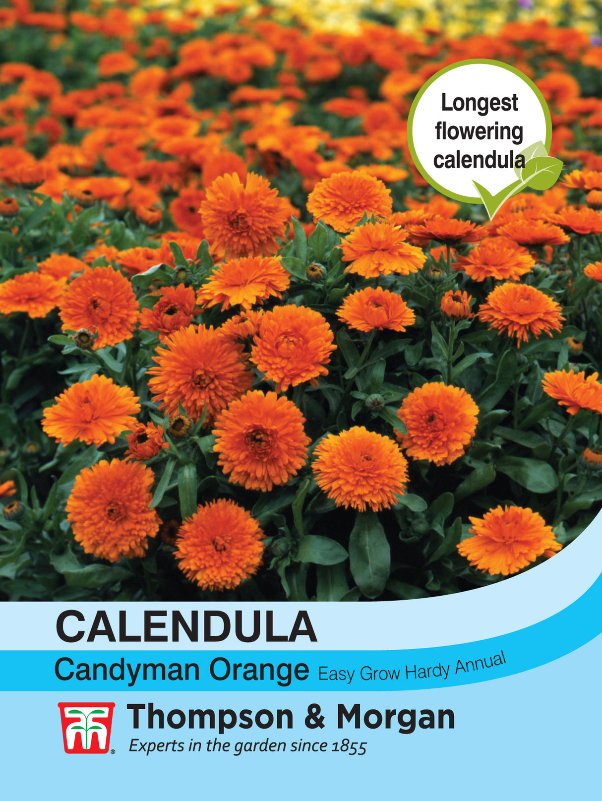 Thompson & Morgan - Calendula Candyman Orange Seeds