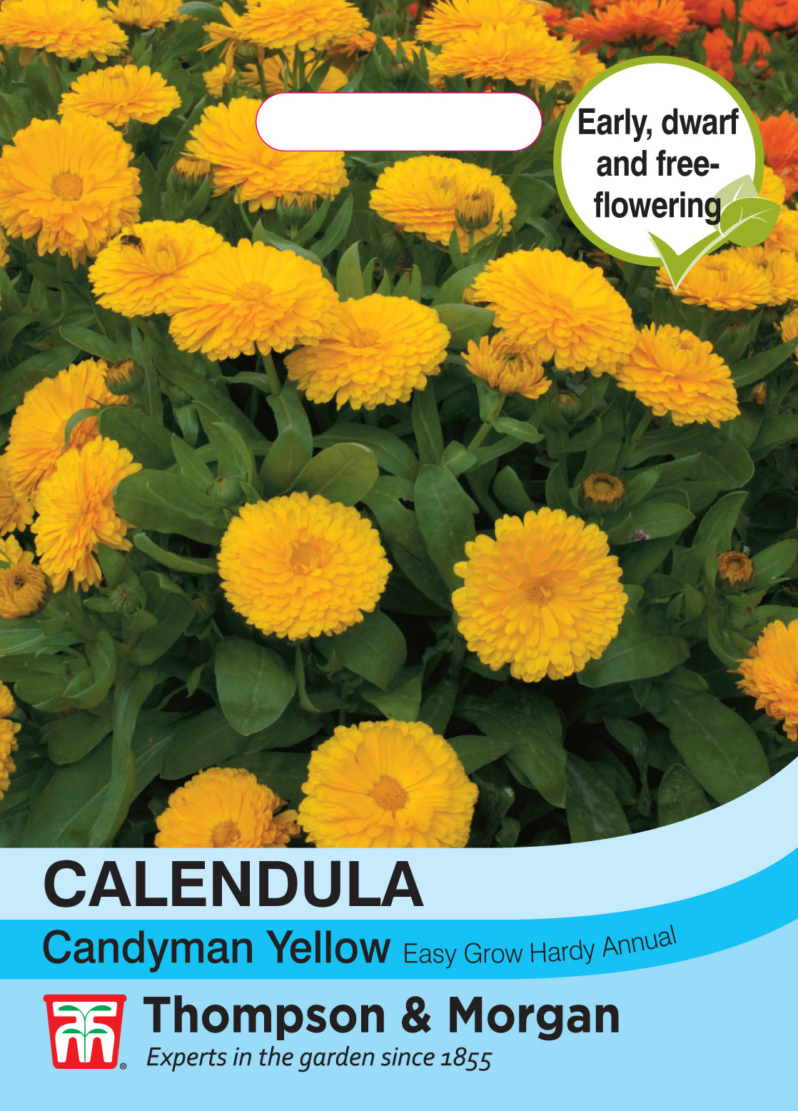 Thompson & Morgan - Calendula Candyman Yellow Seeds