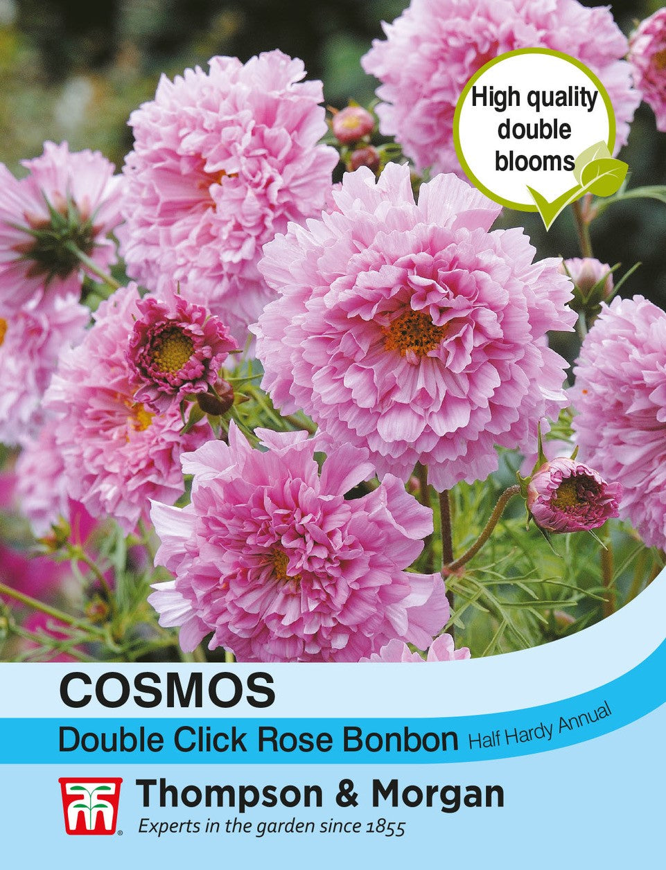 Thompson & Morgan - Cosmos Double Click Rose Bonbon Seeds